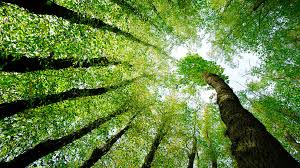 Medio ambiente